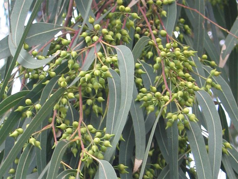 Fotky: Eukalypt, Blahovink Kulatoplod (foto, obrazky)