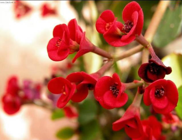 Foto: Pryšec nádherný, vánoční hvězda, poinsetie