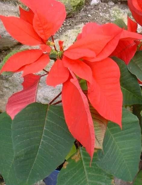 Foto: Pryšec nádherný, vánoční hvězda, poinsetie