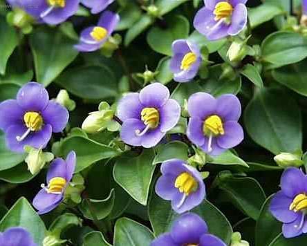 Foto: Exakum, hořkolist