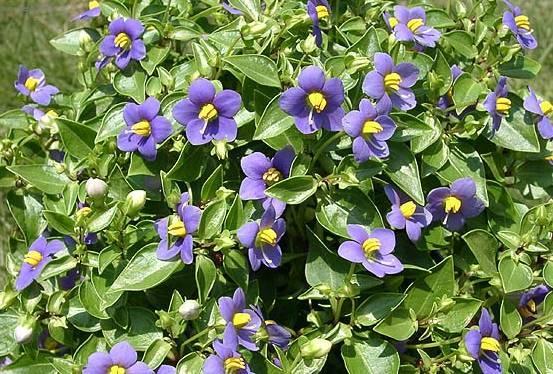 Foto: Exakum, hořkolist