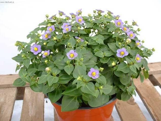 Foto: Exakum, hořkolist