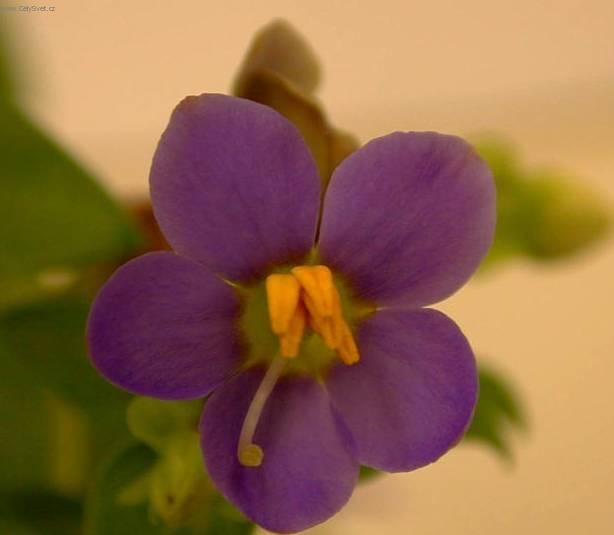 Foto: Exakum, hořkolist