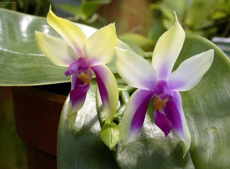 Foto: Faleponis, můrovec