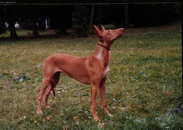 Foto: Faraónský pes-Cassiopea Spirit of Millenium. Majitelka: Adéla Pechancová (Pharaohhound@volny.cz)