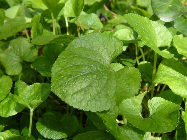 Foto: Fialka (violka) Vonná