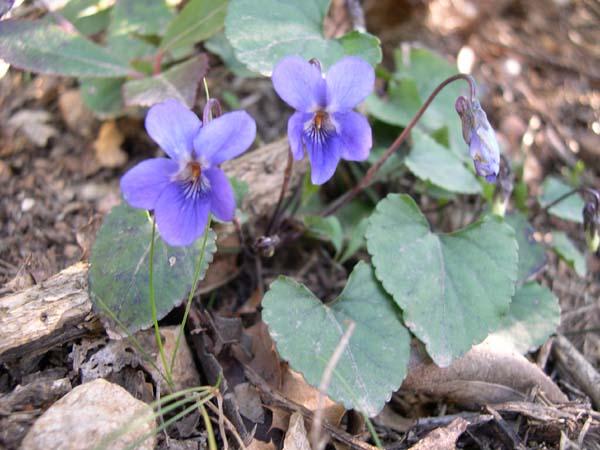 Foto: Fialka (violka) Vonná