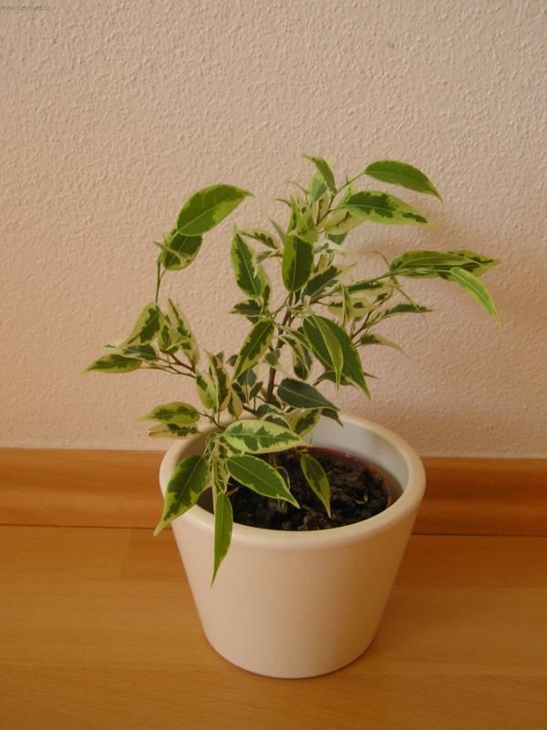 Foto: Fikus Bendamina-Z vlastní sbírky