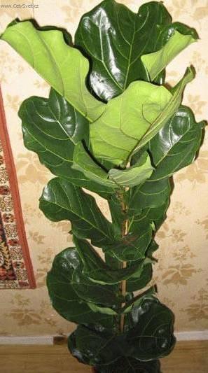 Foto: Fikus lirovidný