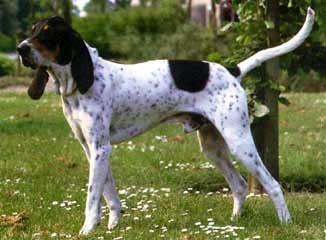 Foto: Gaskoňsko-saintgeoiský honič