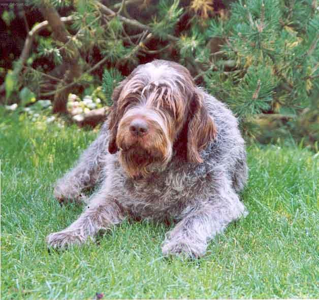 Foto: Griffon d´Arret á Poil Dur-Emir du Bois St. Fiacre CHS:  Aalto