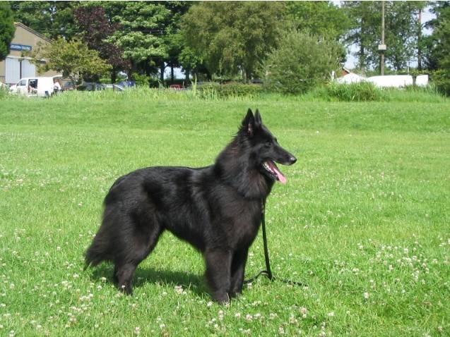 Foto: Belgický ovčák - Groenendael