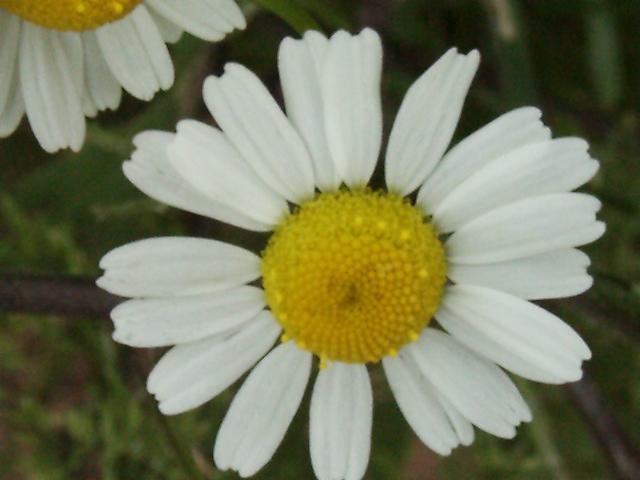 Foto: Heřmánek Lékařský, Pravý