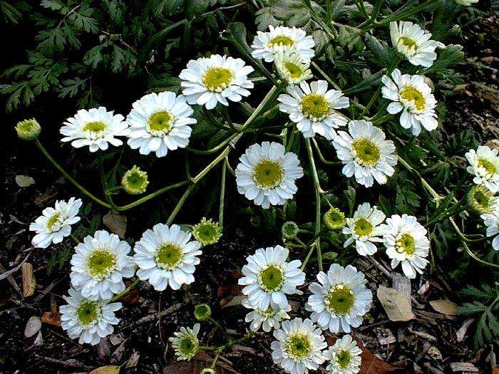 Foto: Heřmánek Lékařský, Pravý