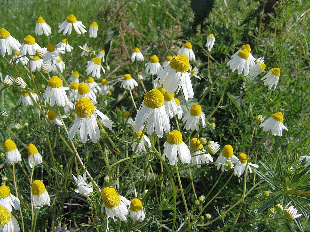 Foto: Heřmánek Lékařský, Pravý