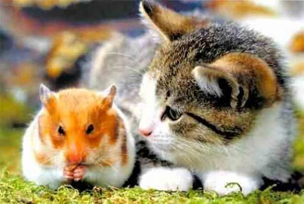 Foto: Historie domácí kočky-Fotka od Jany