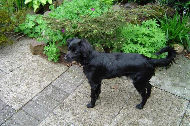 Foto: Holandský tulipánový pes-Van Sola. Majitel: ryanneamerica@yahoo.com