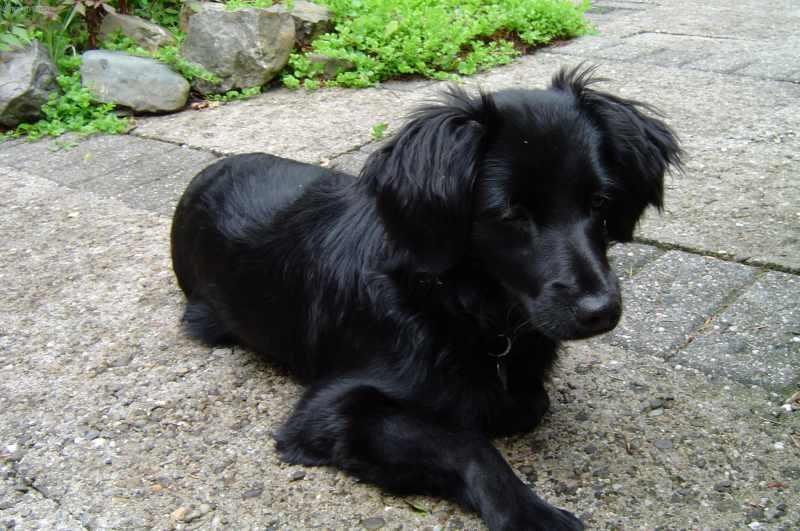 Foto: Holandský tulipánový pes-Van Sola. Majitel: ryanneamerica@yahoo.com