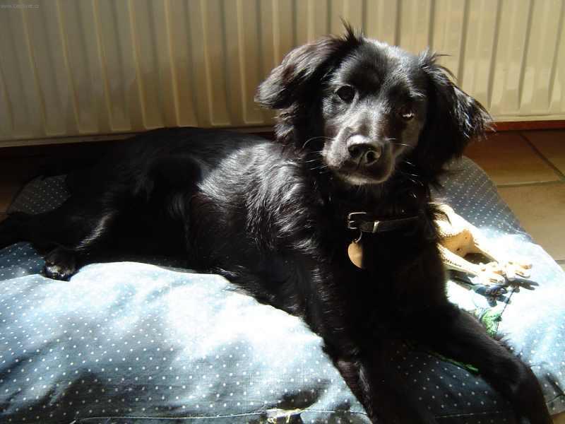 Foto: Holandský tulipánový pes-Van Sola. Majitel: ryanneamerica@yahoo.com