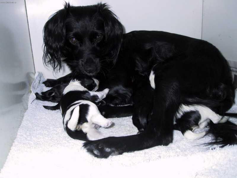 Foto: Holandský tulipánový pes-Van Sola. Majitel: ryanneamerica@yahoo.com