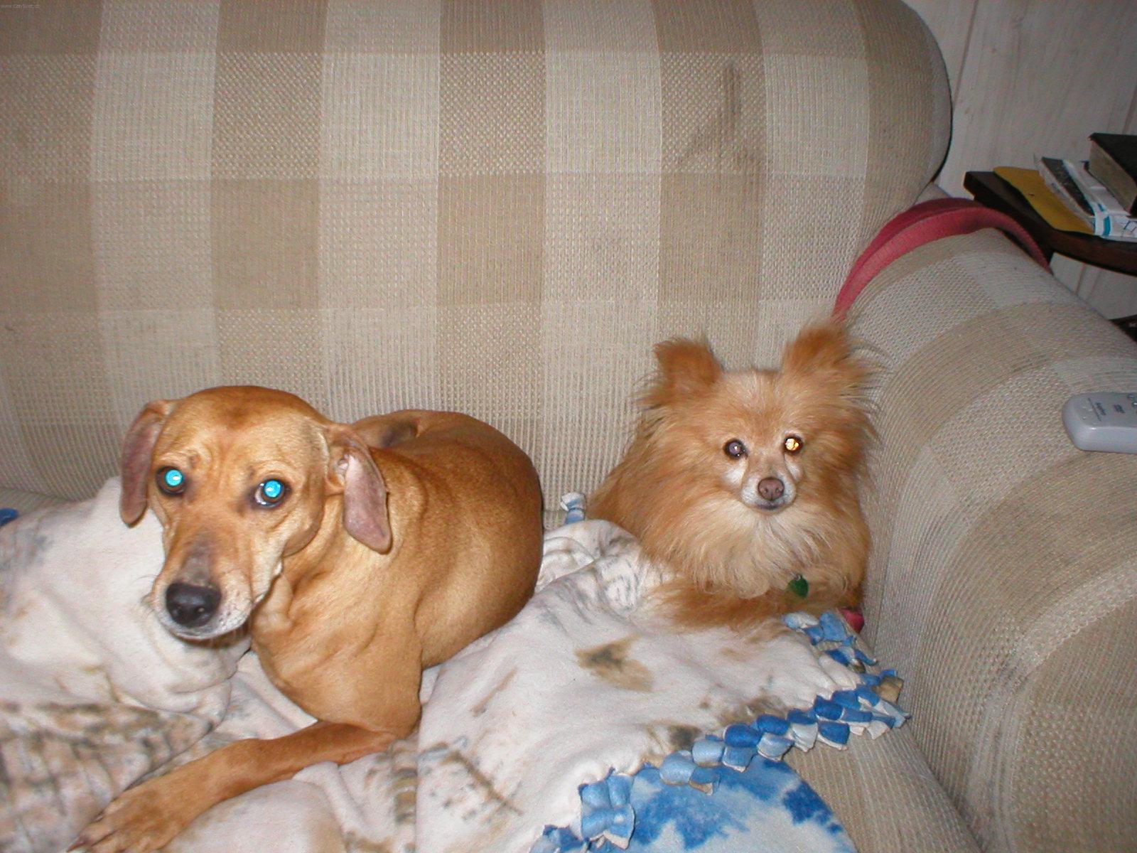 Fotky: Horsk honic pes (foto, obrazky)