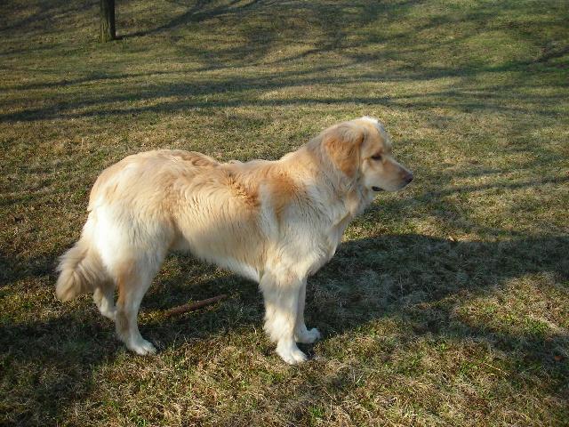 Foto: Hovawart-Majitel: ONDRA František