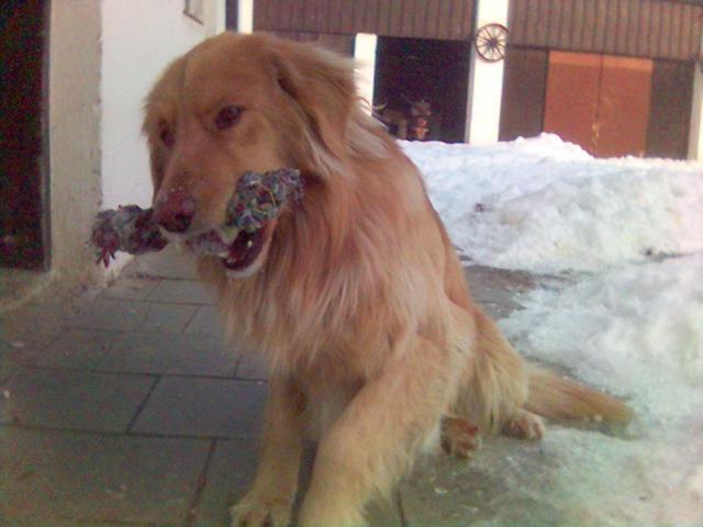 Foto: Hovawart-Majitelka: Karolína Večerková