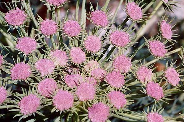 Foto: Hvozdík alpínský