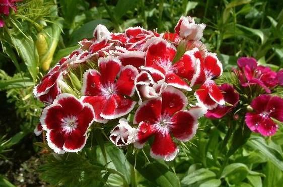 Foto: Hvozdik bradatý