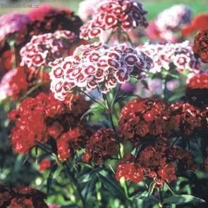 Foto: Hvozdik bradatý