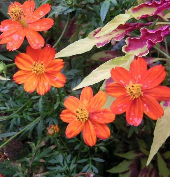 Foto: Hvozdik bradatý