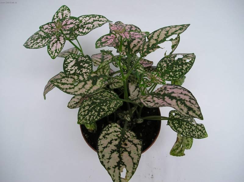 Foto: Hypoestes,  podrostovka-Z vlastní sbírky