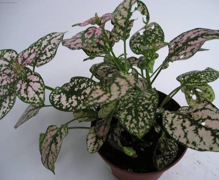 Foto: Hypoestes,  podrostovka-Z vlastní sbírky