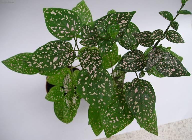 Foto: Hypoestes,  podrostovka-Z vlastní sbírky