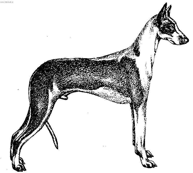 Foto: Ibizský podenco-Kresba