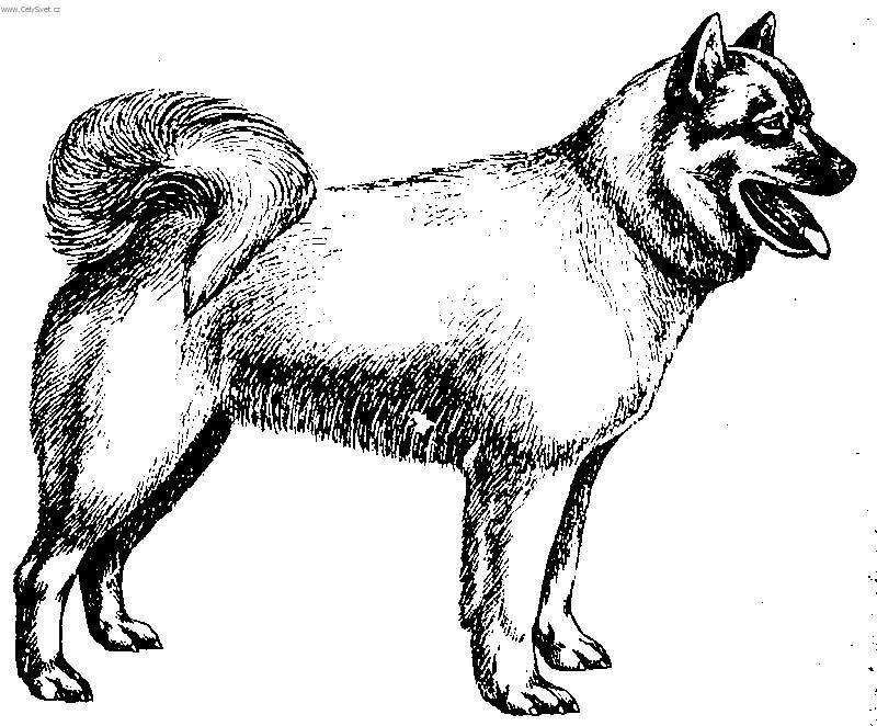Foto: Islandský pes-Kresba