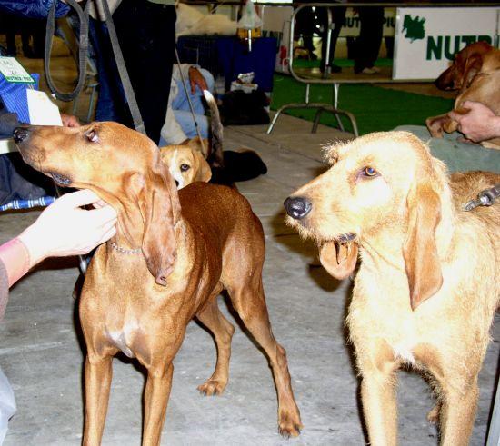 Foto: Italský Segugio