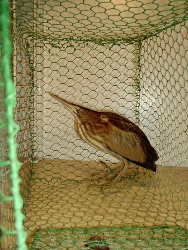 Foto: Jak se postarat o poraněného živočicha?