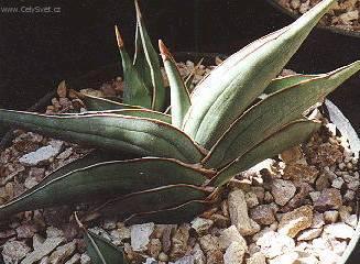 Foto: Tchýnin jazyk, tenura