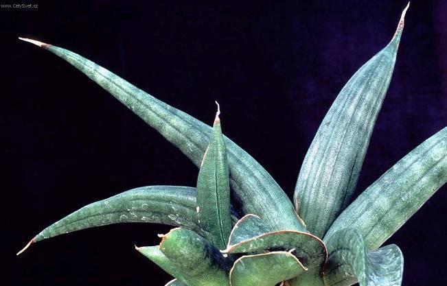 Foto: Tchýnin jazyk, tenura