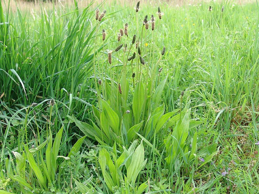 Foto: Jitrocel Kopinatý