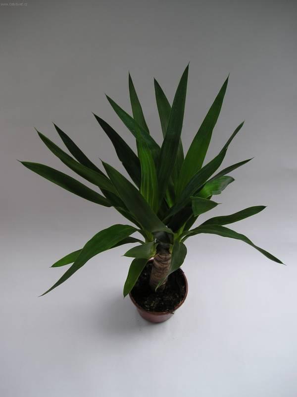 Foto: Juka-Z vlastní sbírky