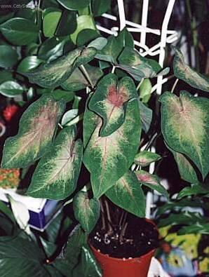 Foto: Kaladium, úžovník