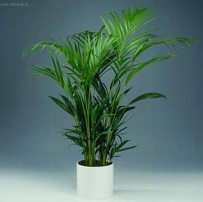 Foto: Chrysalidokarpus nažloutlý