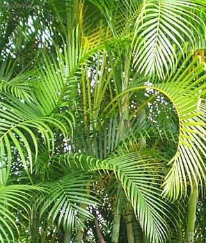 Foto: Chrysalidokarpus nažloutlý