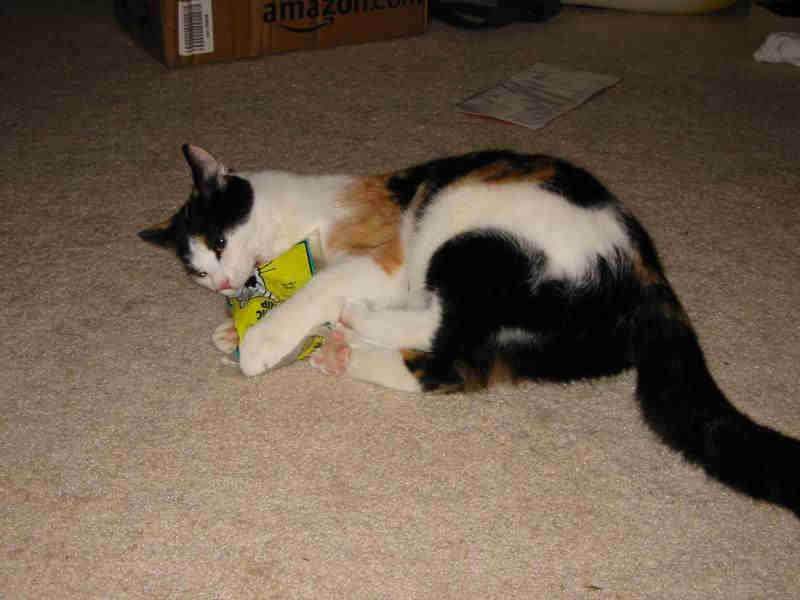 Foto: Kastrace - ano či ne?