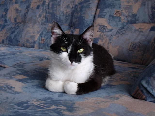 Foto: Kastrace - ano či ne?-Naše Rozárka. Majitel: Dolejsi