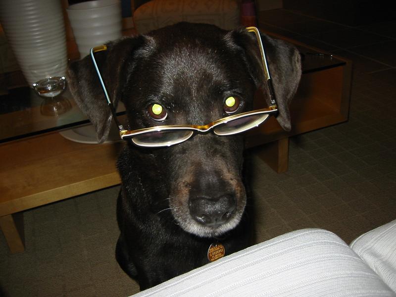 Foto: Kastrace - ano či ne?