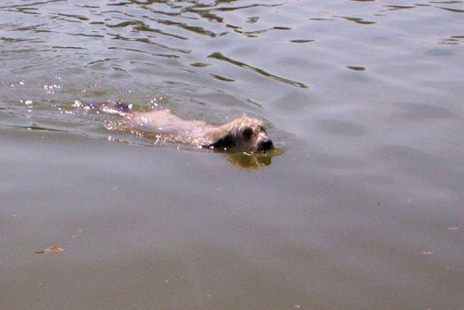 Foto: Katalánský ovčák-CHS: FARMA ŠTĚKOT