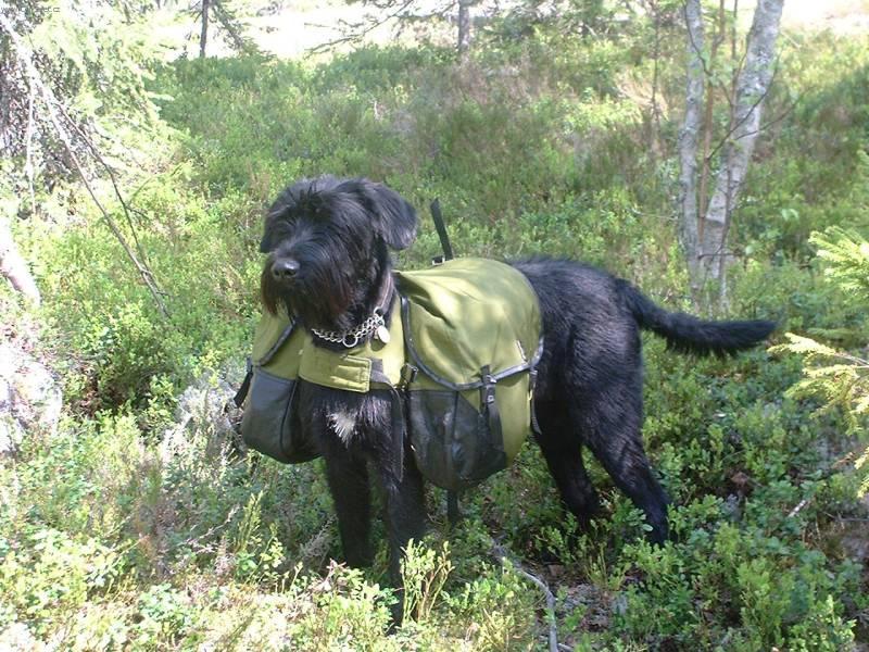 Foto: Knírač velký-4 letá fenka Fira z Norska. Chovatelka: Michaela Janovková.